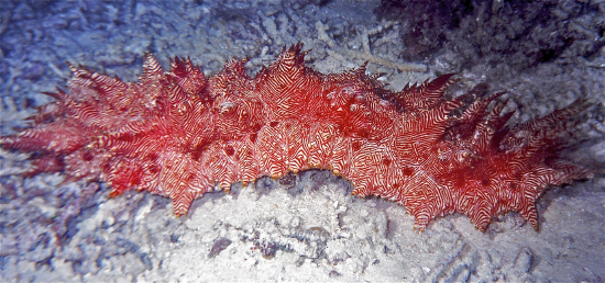  Thelenota rubralineata (Redline Sea Cucumber)